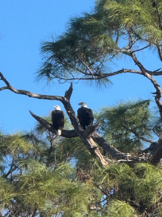 Eagle Update: A Successful Season in Park Shore